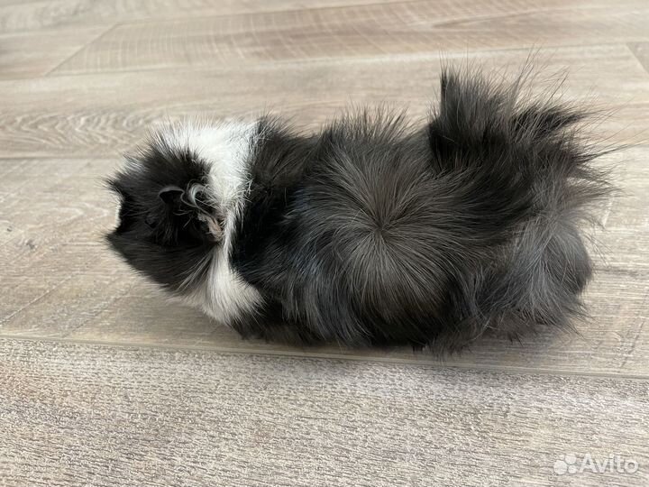 Морские свинки