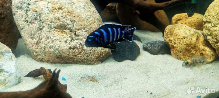 Малавийские Цихлиды демасони