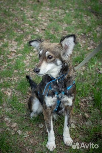 Красавица Матильда в добрые руки