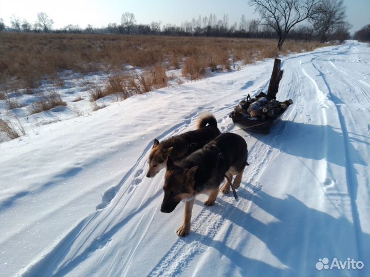 Кабель немецкой овчарки ищет вторую половинку