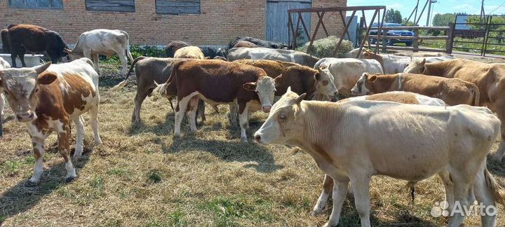 Бычки сементалы герефорды