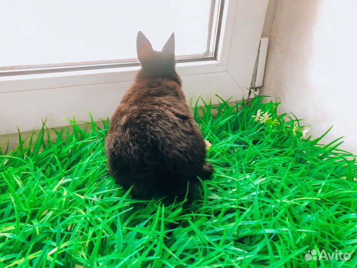 Мини карликовый кролик - королевский