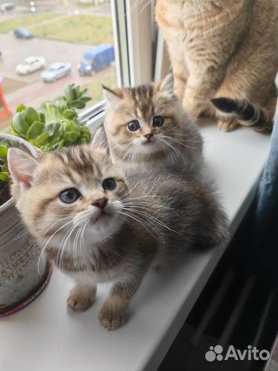 Британские котята