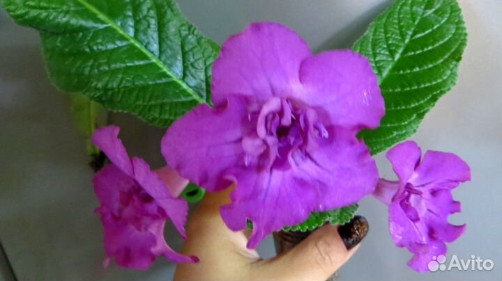 Продам фуксии, папоротники и др