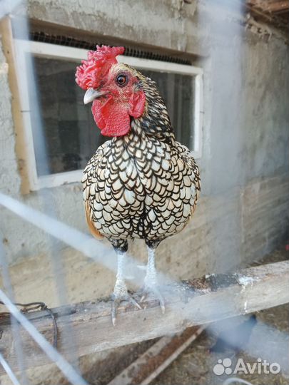 Петух и курочка сибрайт