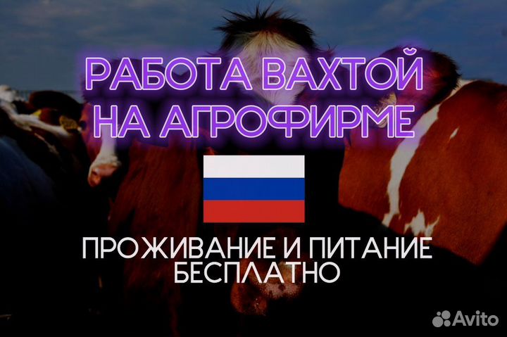 Дояр на агрофирму без опыта