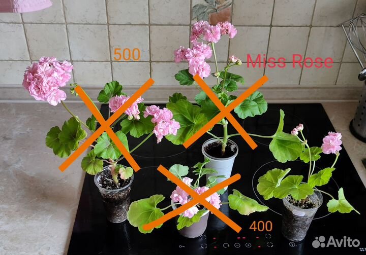 Пеларгонии сортовые