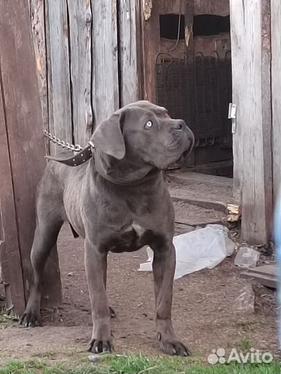 Собака в добрые руки отдам бесплатно