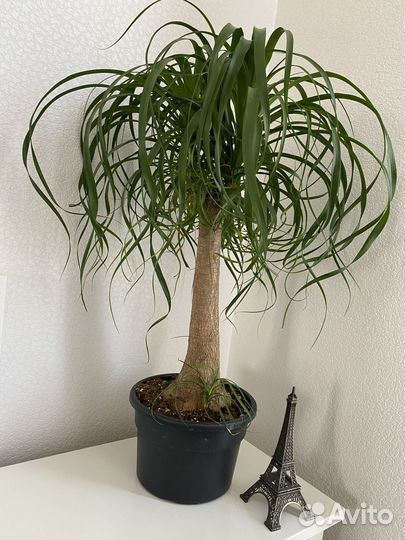 Нолина - Пальма - Nolina