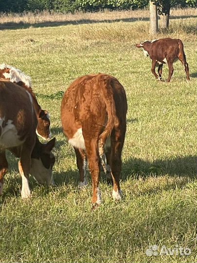 Телки и бычки симментал герефорд 4,5,6 мес