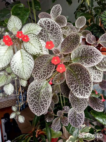 Эписции 10 сортов. Хирита