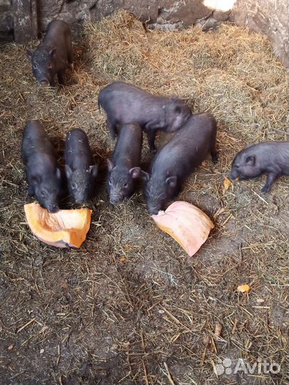 Вьетнамск вислобрюхий поросенок