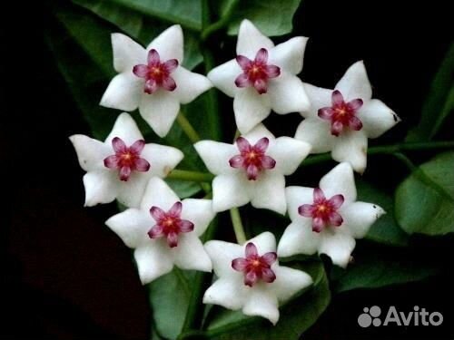 Хойя Белла зеленая