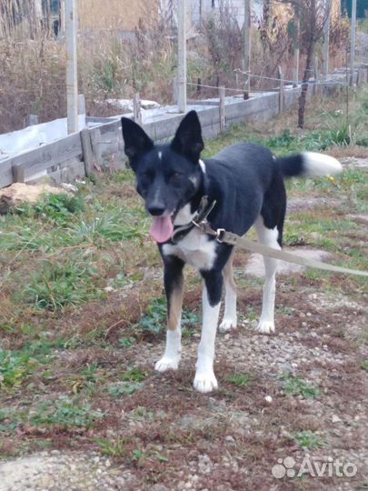 Собака Жужа