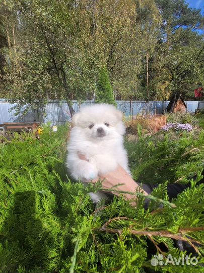 Щенки шпица