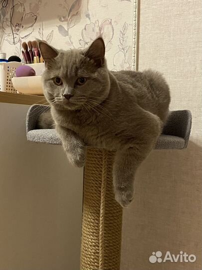 Британский кот на вязку