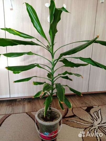 Драцена душистая