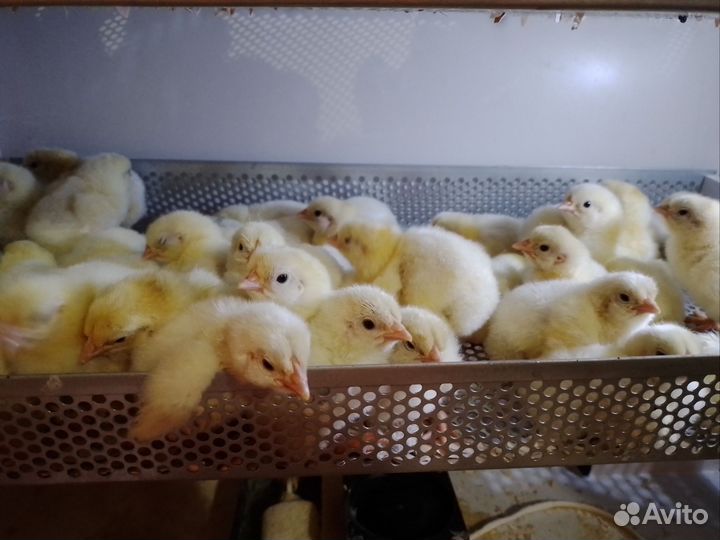 Цыплята бройлеры кобб-500, гусята, инкуб.яйцо
