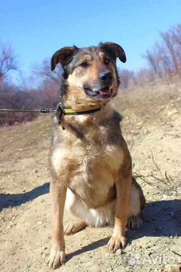 Собака Тося