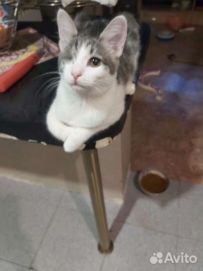 Кошка в дар