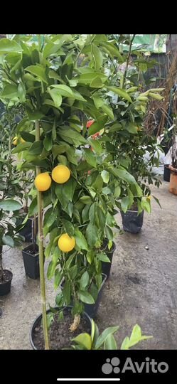 Саженцы цитрусов,дервья со приживаемостью