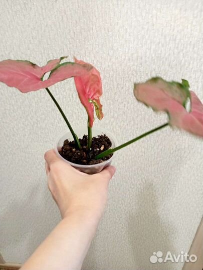 Сингониум Орм нак