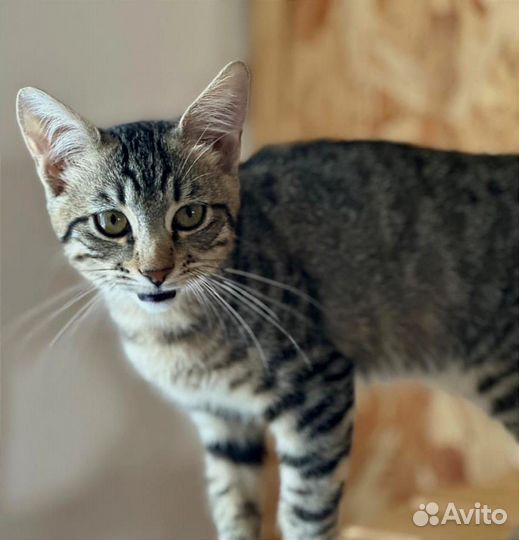 Котенок Василий
