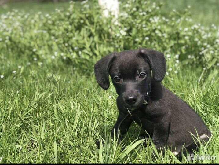 Маленькая собака в добрые руки бесплатно