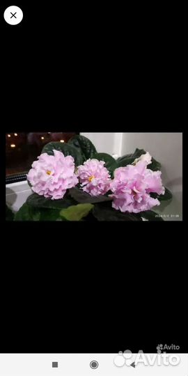 Фиалка,детки