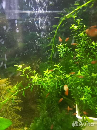 Мальки и подростки меченосцев