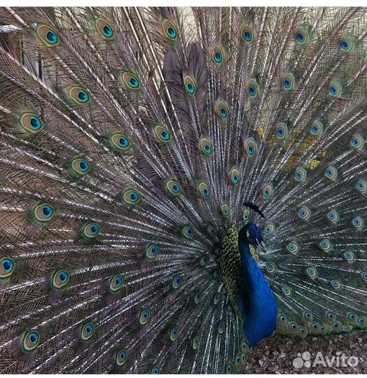 Фазаны павлины