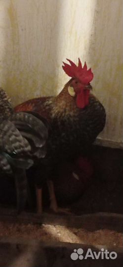 Петух доминант