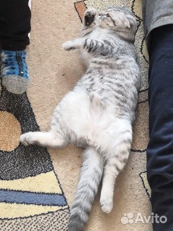 Отдам кота