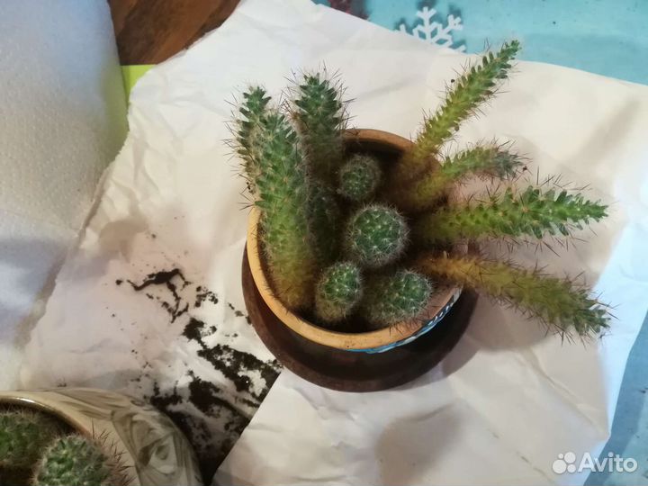 Кактусы в добрые руки