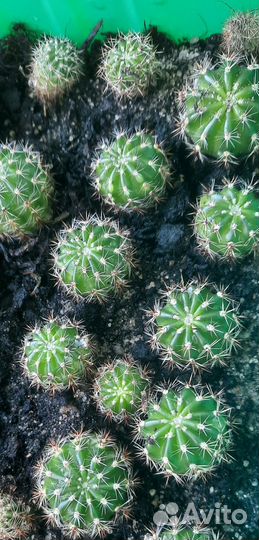 Кактус Эхинопсис