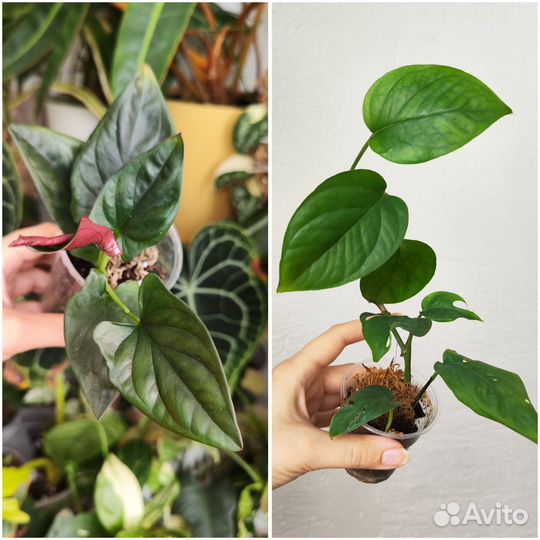 Комнатные растения