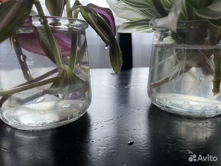 Укорененные черенки традесканции