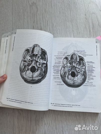 Учебник по анатомии