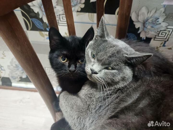 Шотландский кот