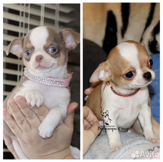 Фотосессия с померанским шпицем