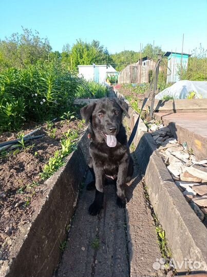 Щенок-девочка в добрые руки