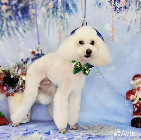 Стрижка собак.Грумер Марта. УЗ чистка зубов