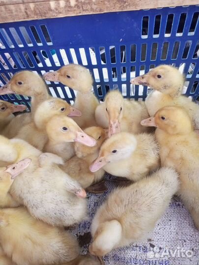 Утята в наличии старт 53,адегель, есть подрощенные