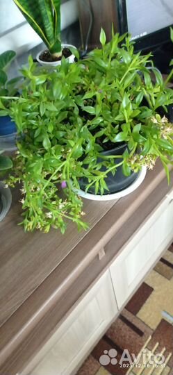 Комнатные растения цветы большие