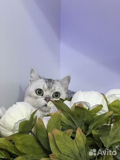 Отдам кота в добрые руки