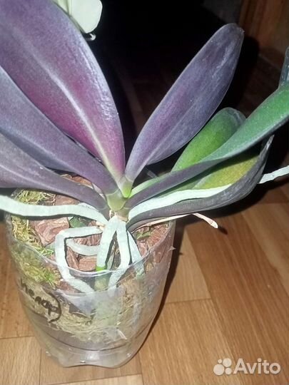 Орхидея фаленопсис