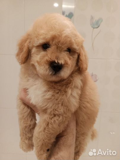 Мальтипу ф1, мальчик