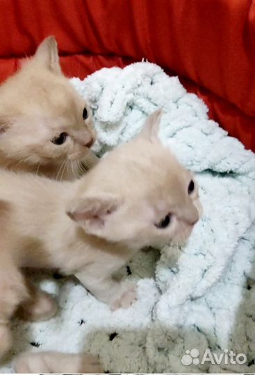 Котята европейской бурмы