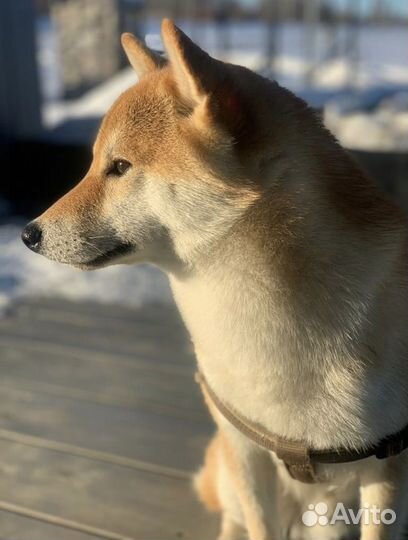 Вязка сиба ину кобель