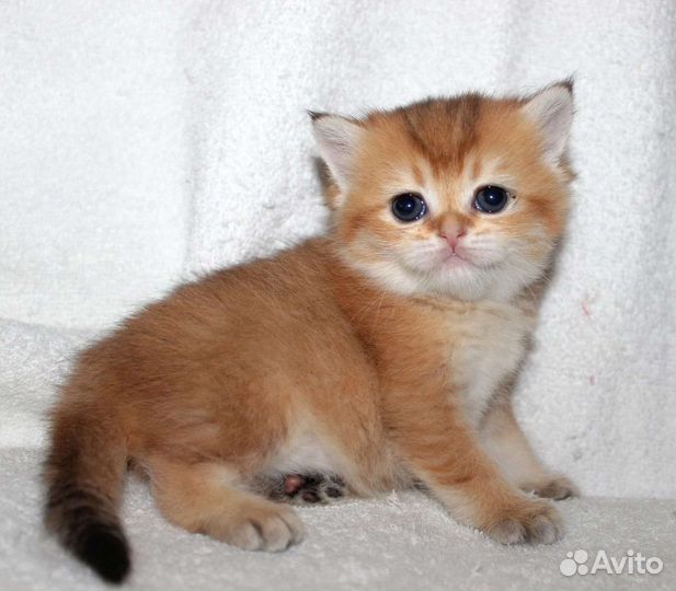 Британские котята